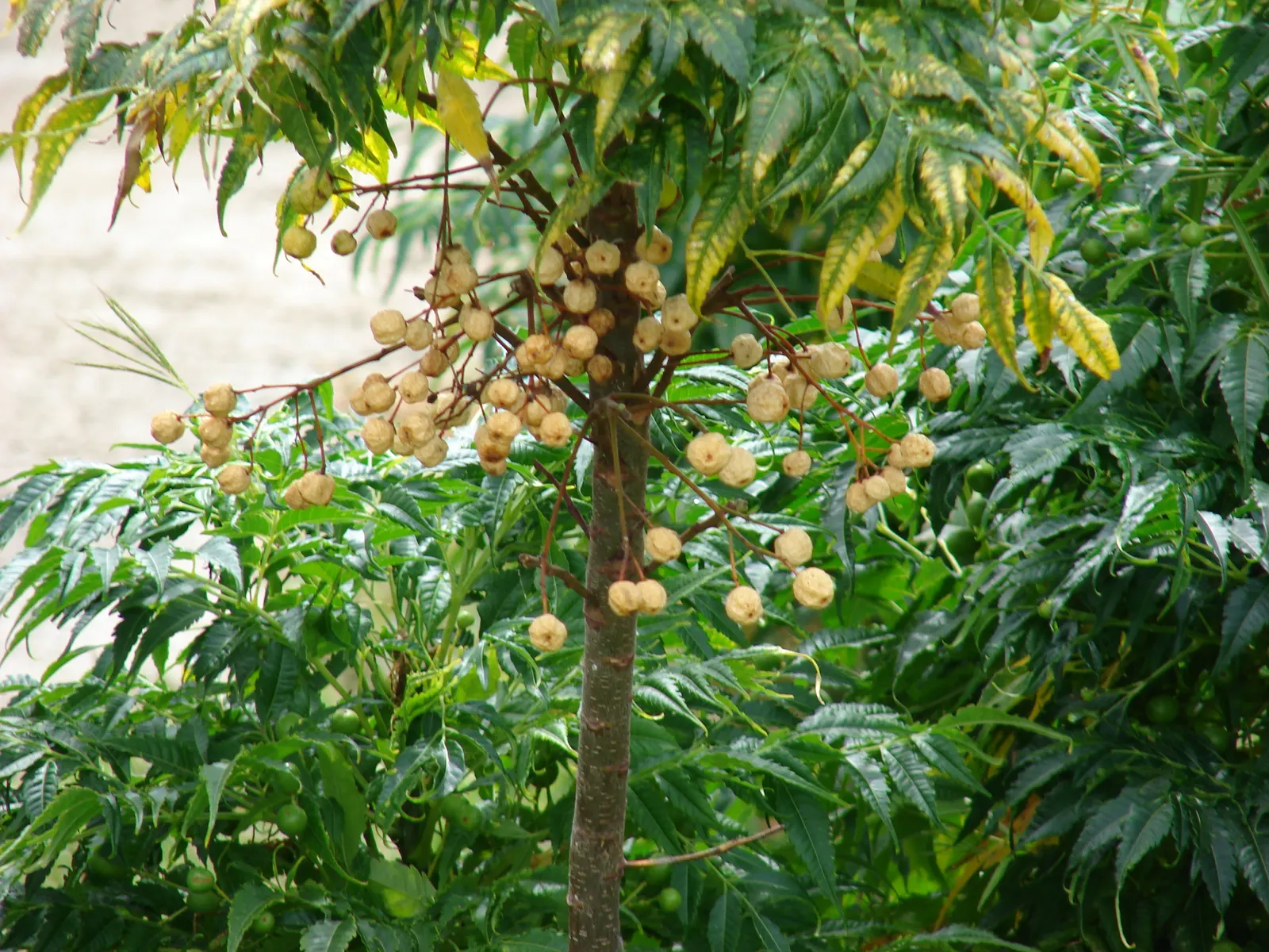 Chinaberry (Melia Azedarach) — Caution: parts are toxic if ingested; is a deciduous tree that reaches 30-50 feet in height with a spread of about, image 52