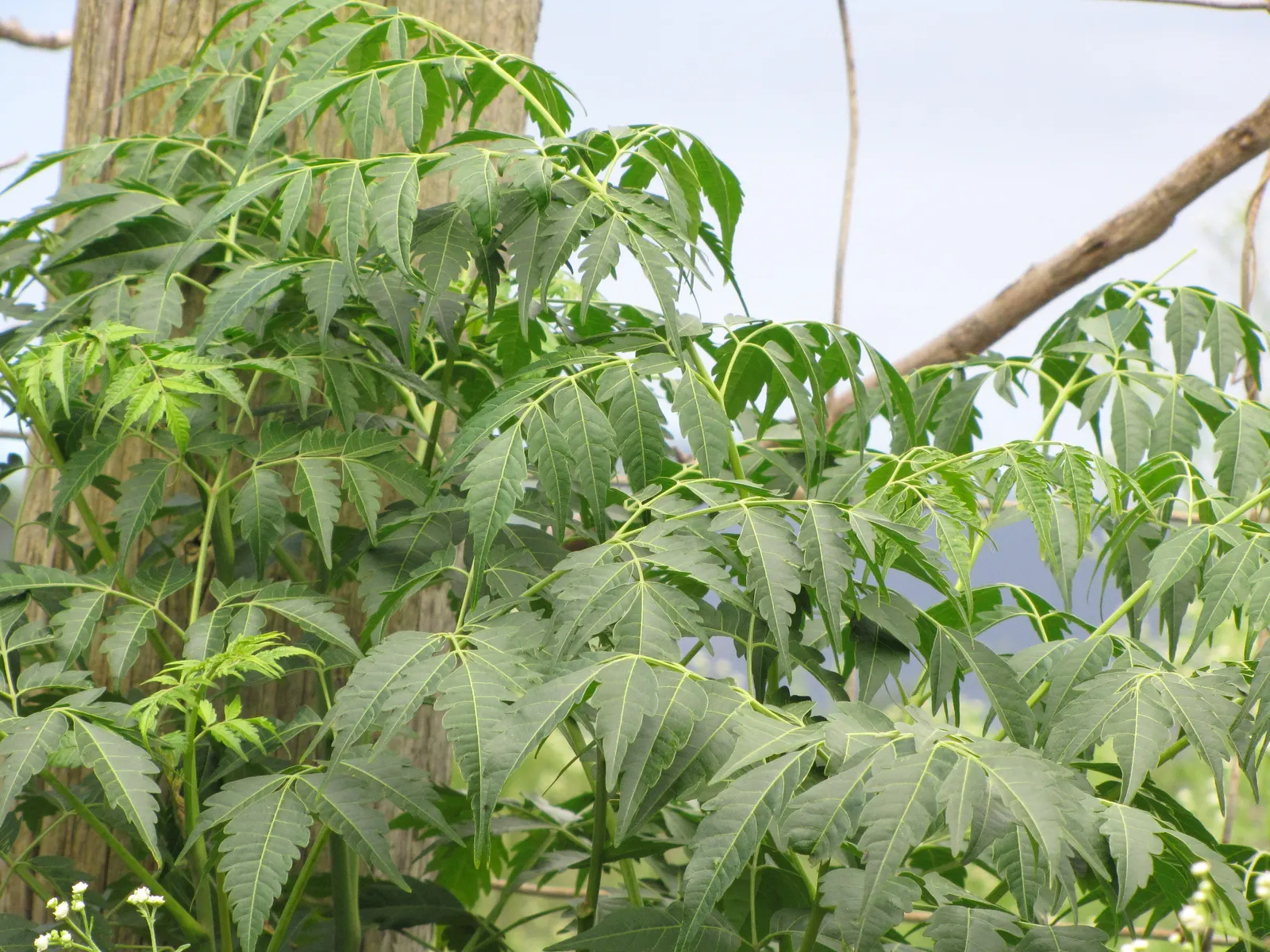 Chinaberry (Melia Azedarach) — Delicate, lace-like foliage offers dappled shade, ideal for enhancing urban landscapes and gardens; the Chinaberry, image 53