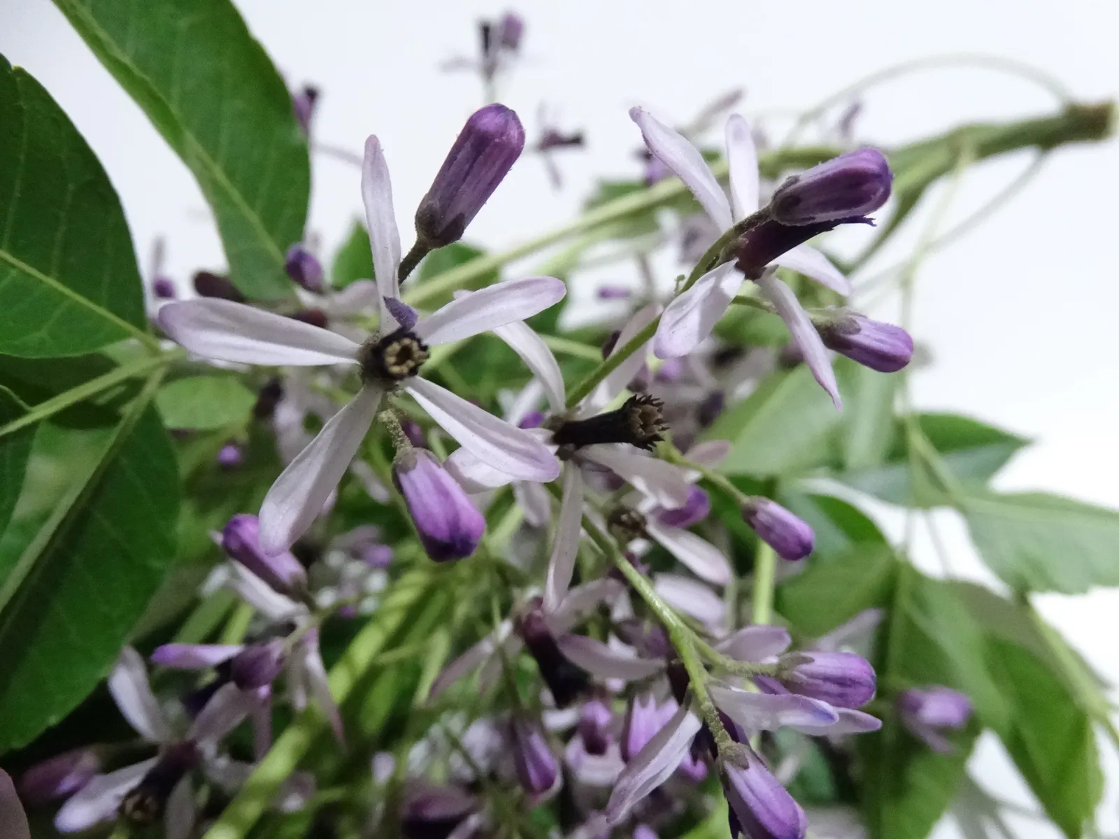 Chinaberry (Melia Azedarach) — With its alluring aesthetics; deciduous tree renowned for its dense and rounded canopy of lush