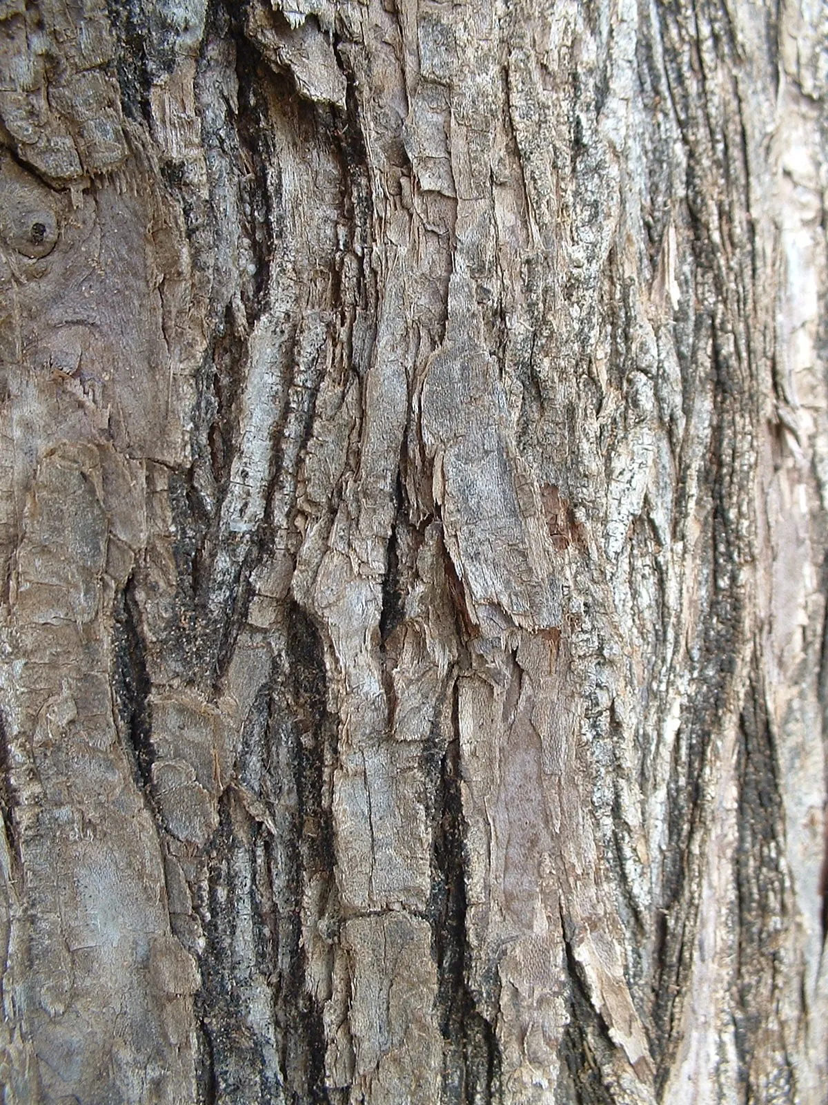 Chinaberry (Melia Azedarach) — It boasts fragrant lilac blossoms in spring, followed by yellow, berry-like drupes that persist into winter, image 50