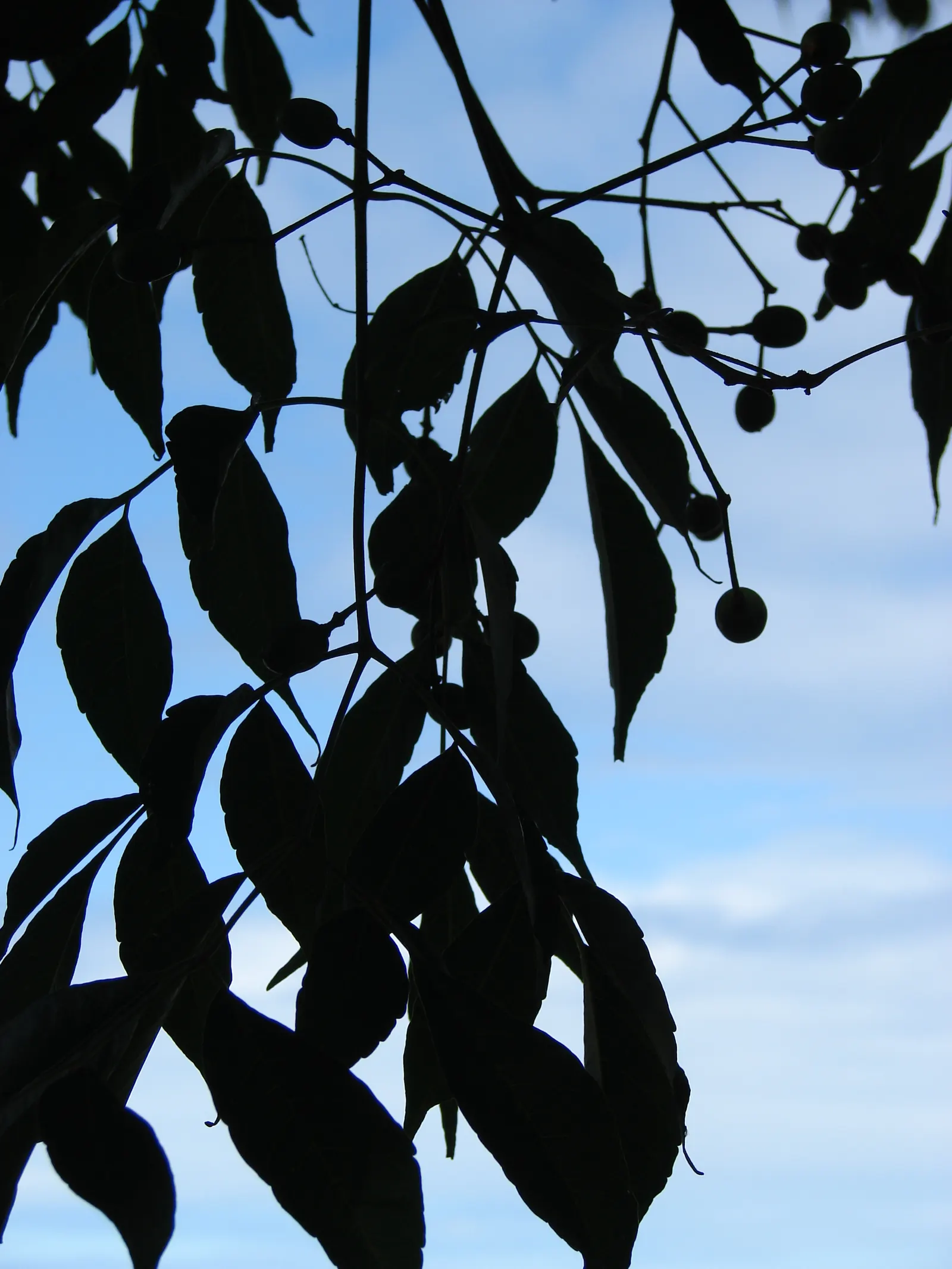 Chinaberry (Melia Azedarach) — with a spread of about the same