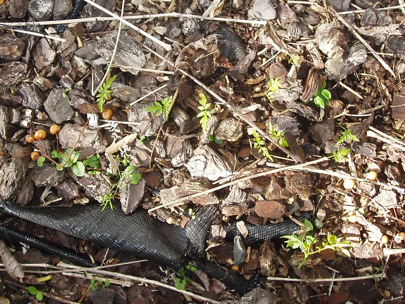 Chinaberry (Melia Azedarach) — Preferring full sun, it thrives in zones 7-11; although it exhibits considerable drought tolerance once established, image 51