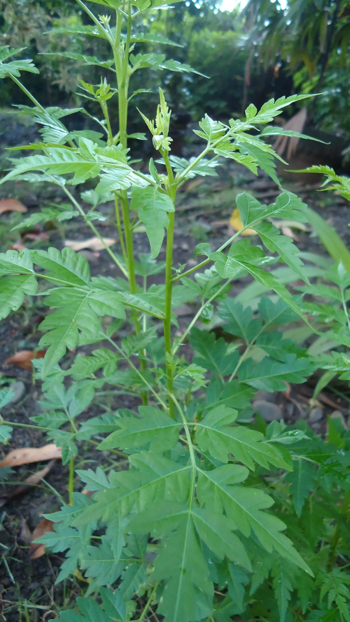 Chinaberry (Melia Azedarach) — deciduous tree renowned for its dense and rounded canopy of lush