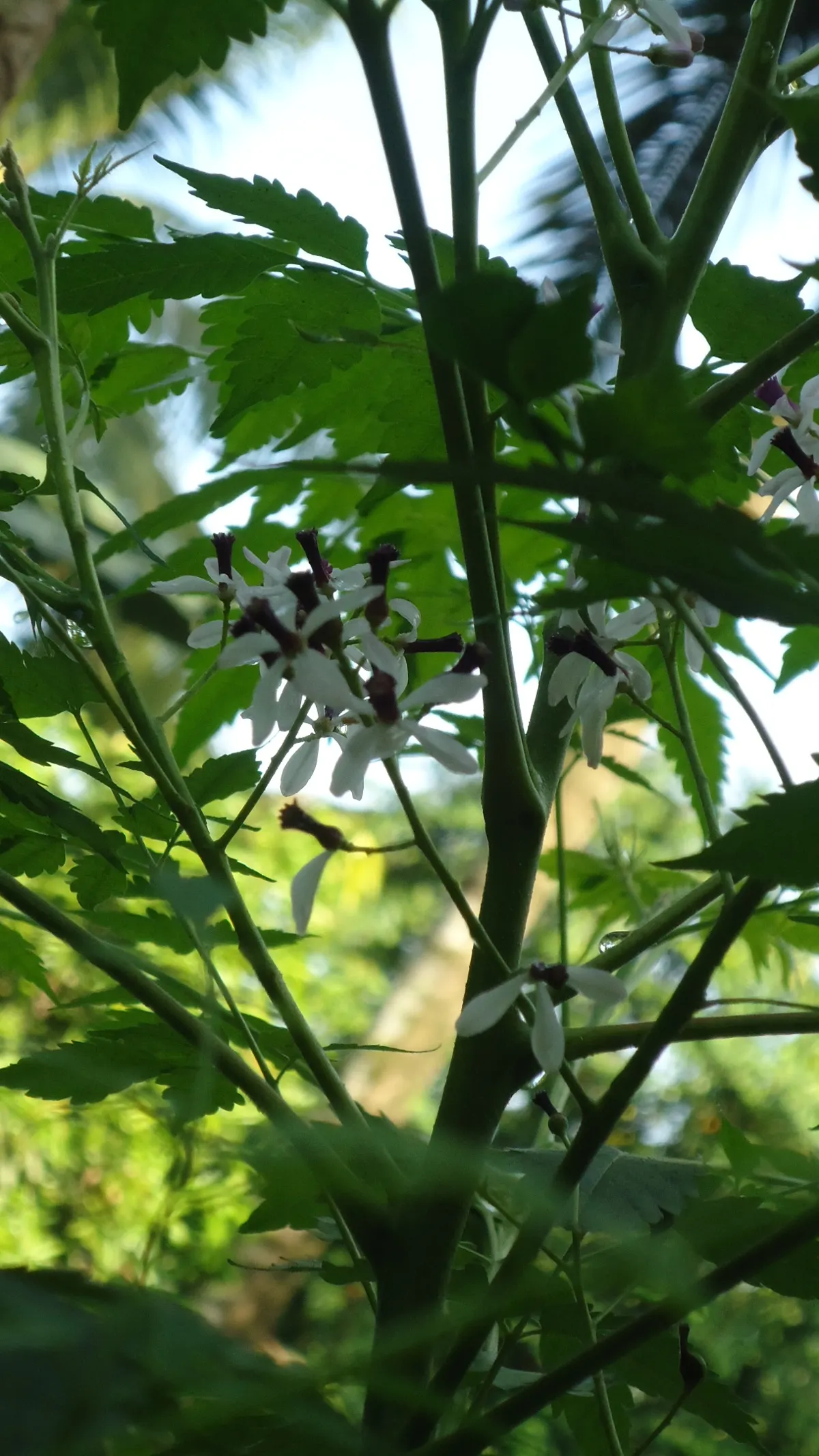 Chinaberry (Melia Azedarach) — is a deciduous tree that reaches 30-50 feet in height with a spread of about 20-30 feet