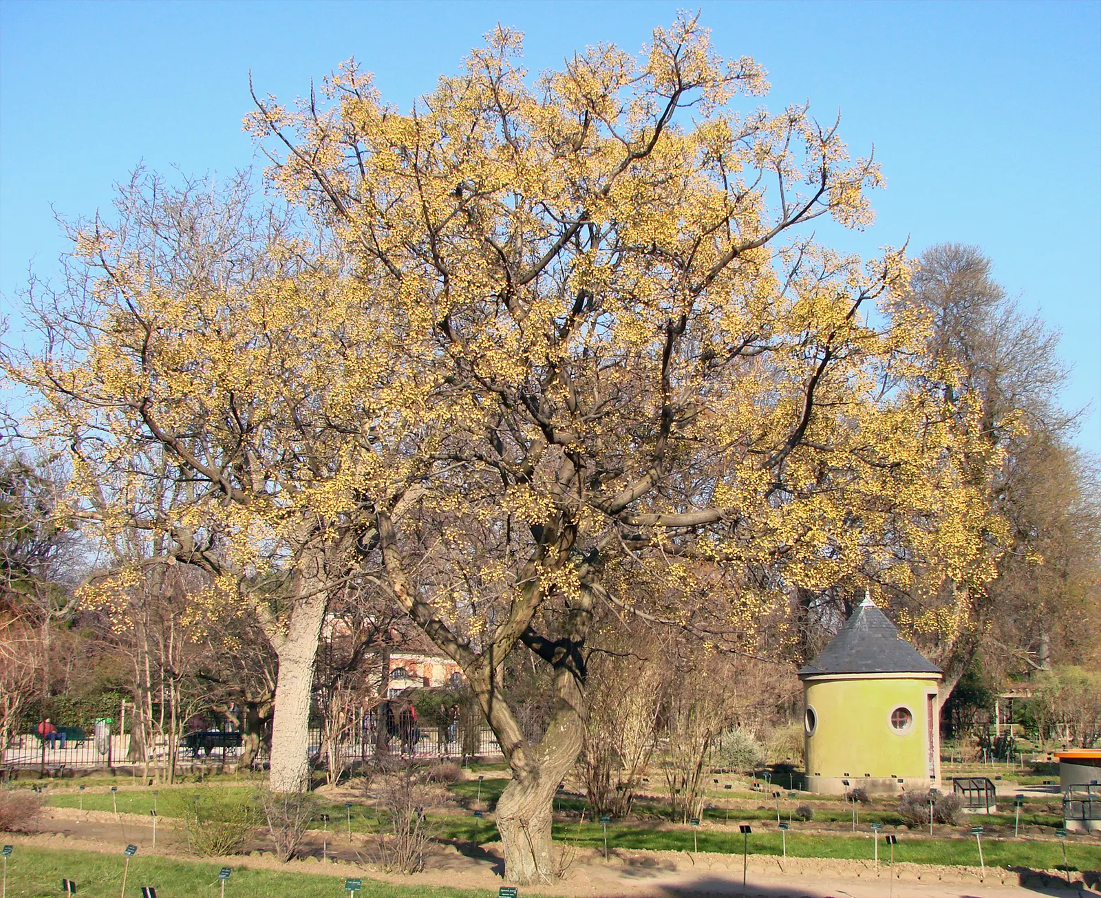 Chinaberry (Melia Azedarach) — as they are toxic to humans and many animals when ingested.<br><br>Adept in USDA hardiness zones 7 through 11; the Chinaberry is