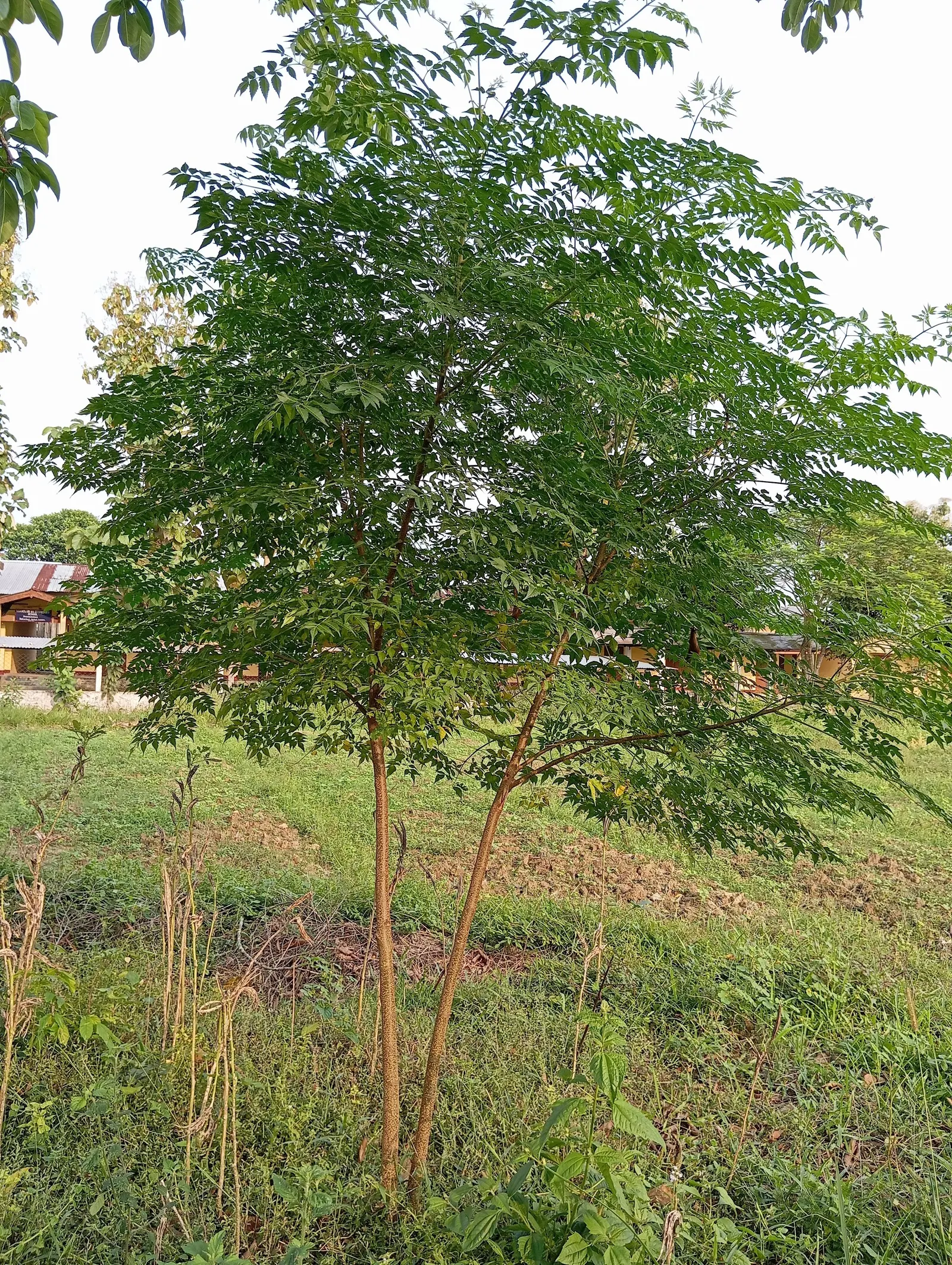 Chinaberry (Melia Azedarach) — Delicate, lace-like foliage offers dappled shade, ideal for enhancing urban landscapes and gardens