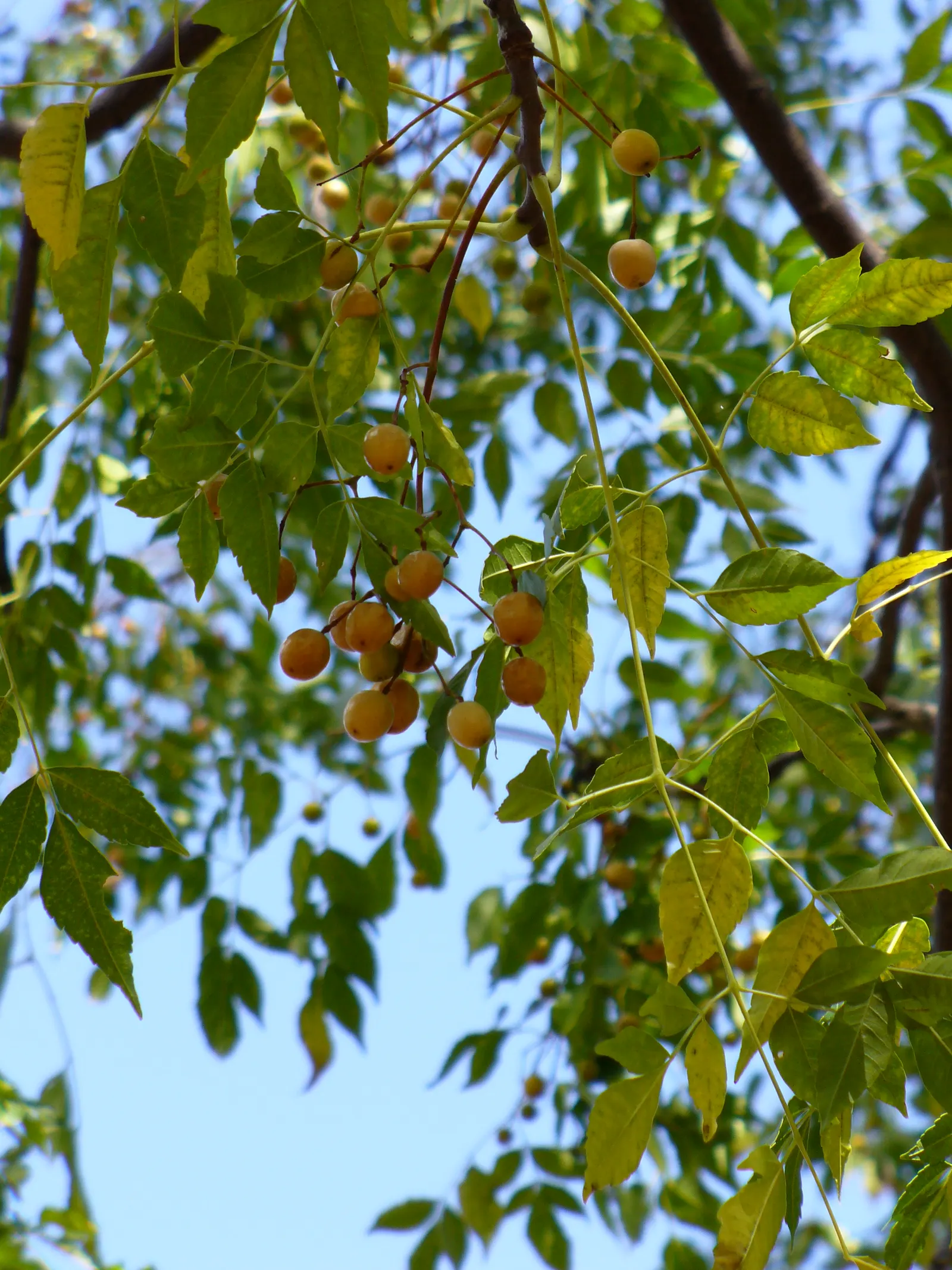 Chinaberry (Melia Azedarach) — consider its rapid growth rate and potential invasiveness in certain regions; fragrant lilac-colored flowers bloom in abundant