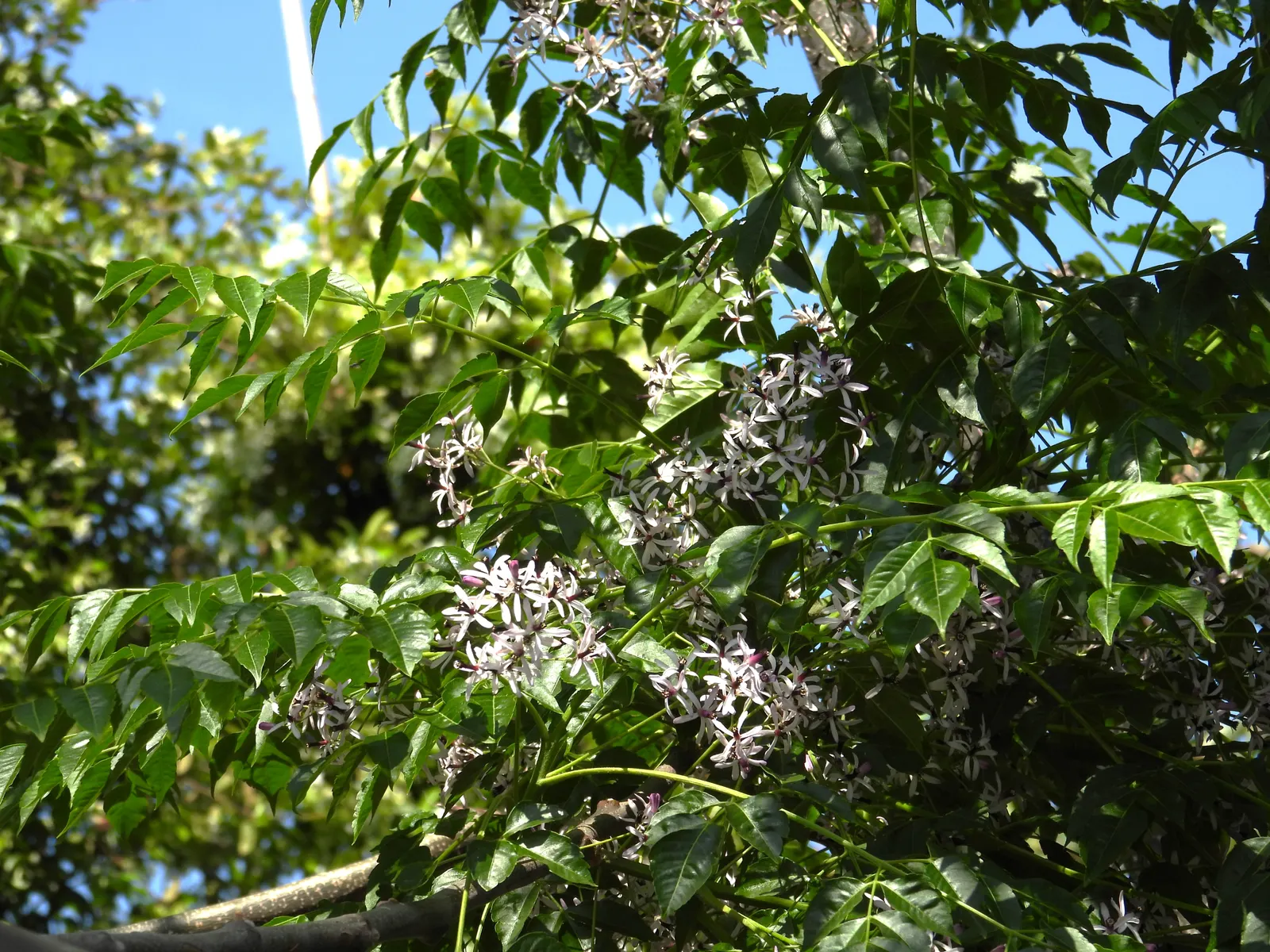Chinaberry (Melia Azedarach) — Melia azedarach prospers in full sun to partial shade; scientifically known as Melia azedarach