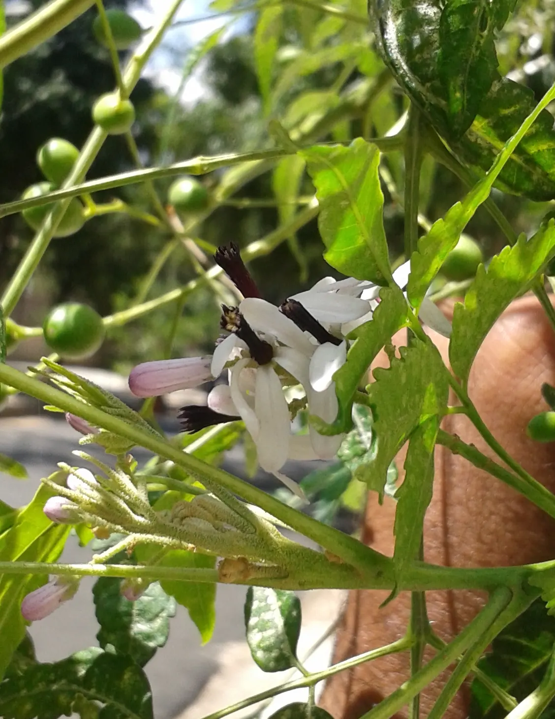 Chinaberry (Melia Azedarach) — the Chinaberry reaches a mature height between 30 to 50 feet