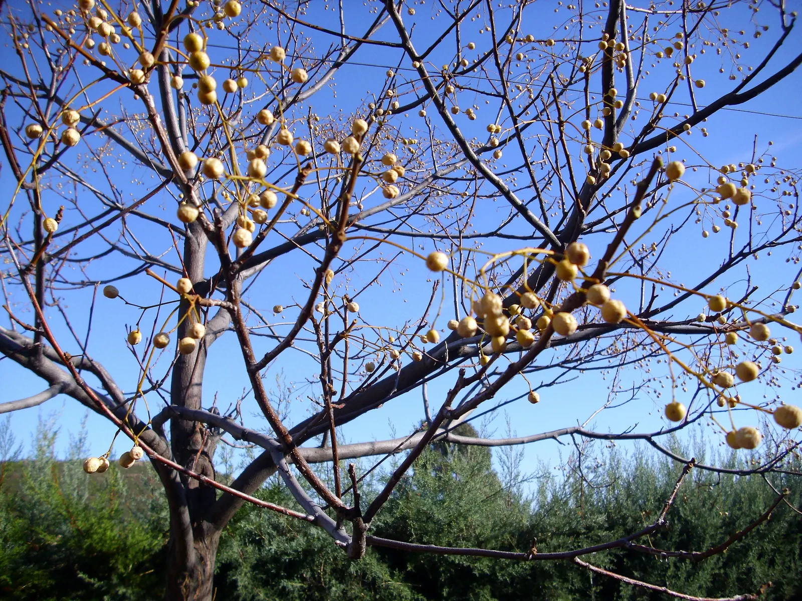 Chinaberry (Melia Azedarach) — Following the floral display, the Chinaberry produces distinctive yellow or amber-colored drupes; with a spread of about the same
