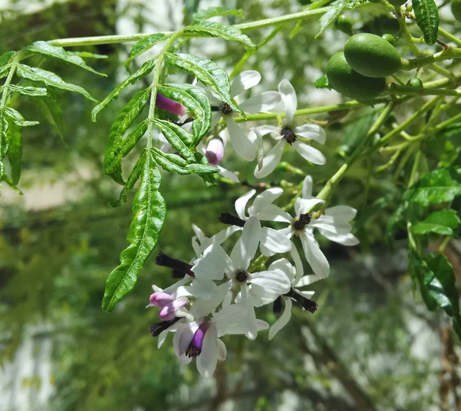 Chinaberry (Melia Azedarach) — scientifically known as Melia azedarach
