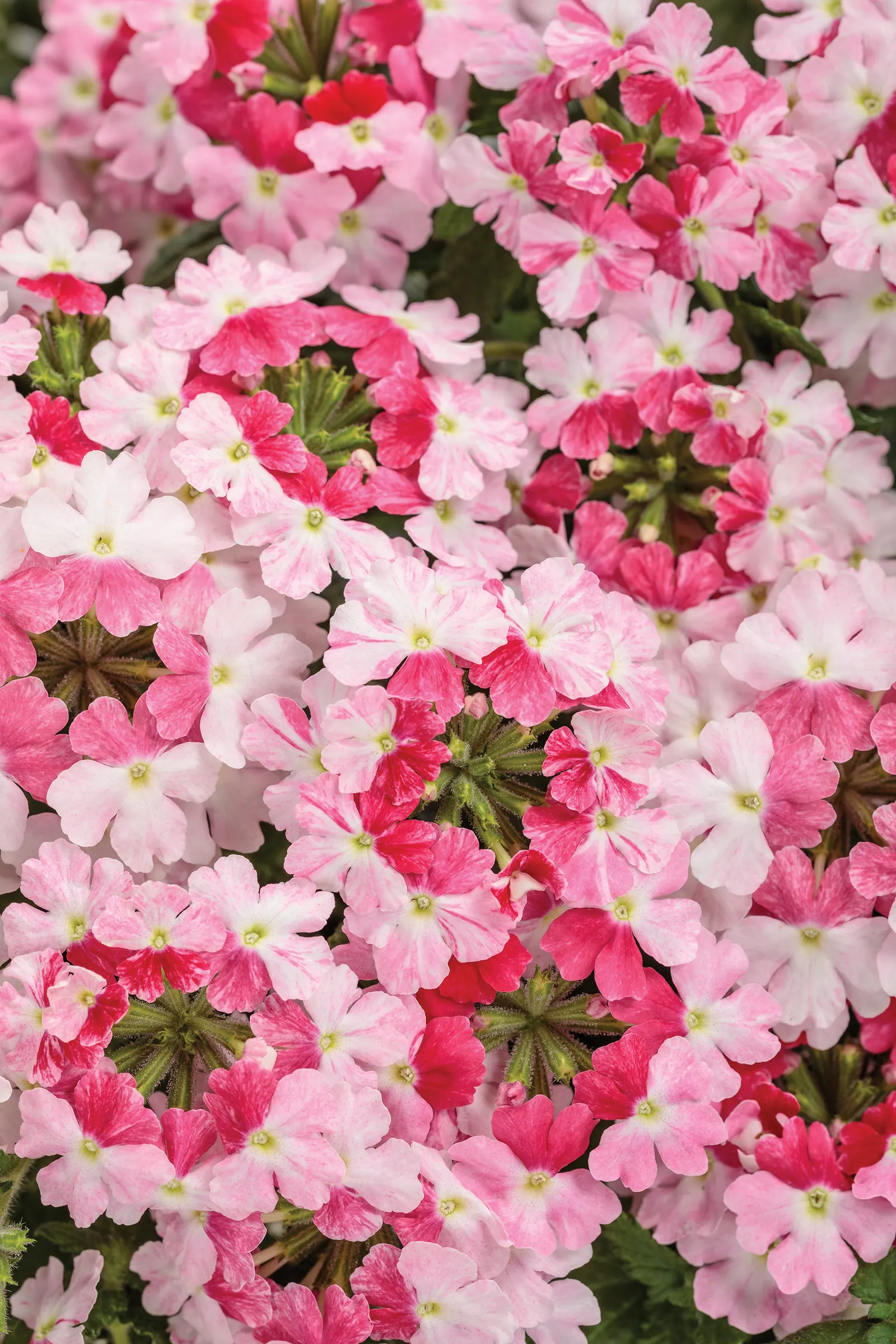 Rosé Verbena — where its flowering is strongest and its habit remains dense