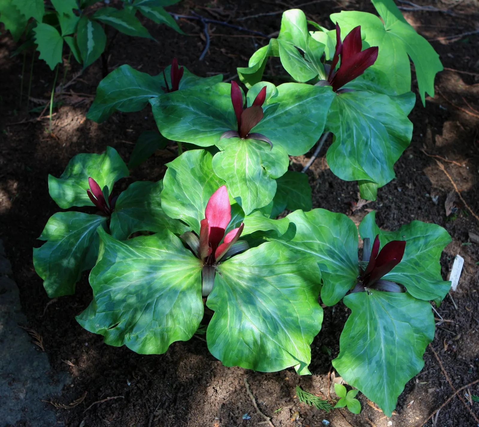 Giant Purple Wake Robin (Trillium Kurabayashii) — The Giant Purple Wake Robin (Trillium kurabayashii) is a perennial boasting striking maroon to purple blooms