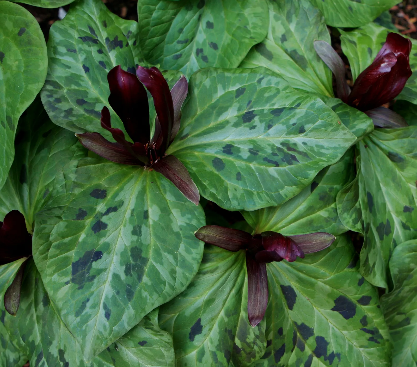 Giant Purple Wake Robin (Trillium Kurabayashii) — Ideal for woodland settings, it's a low-maintenance highlight