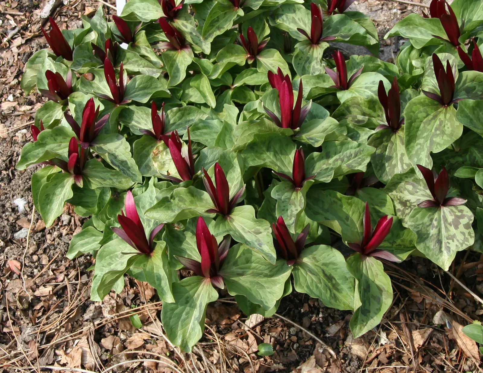 Giant Purple Wake Robin (Trillium Kurabayashii) — This trillium prefers moist