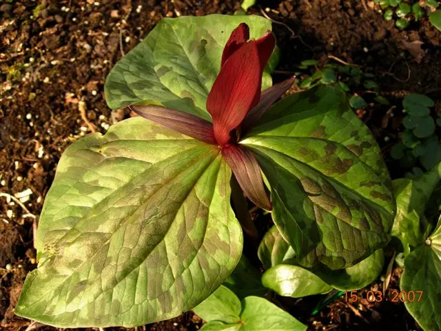 Giant Purple Wake Robin (Trillium Kurabayashii) — is a striking perennial that offers a dramatic touch to shade gardens or woodland settings