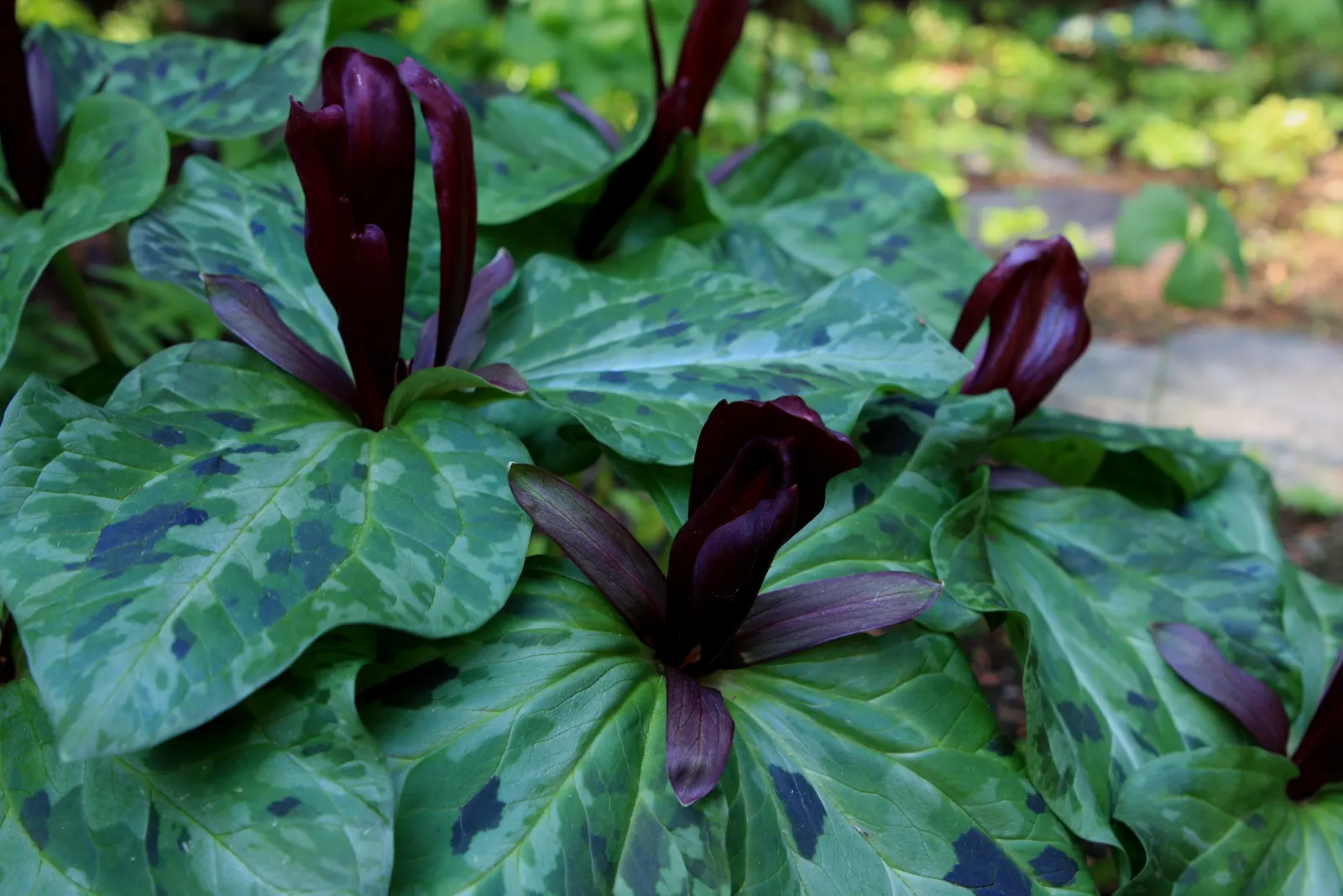 Giant Purple Wake Robin (Trillium Kurabayashii) — commonly known as the Giant Purple Wake Robin