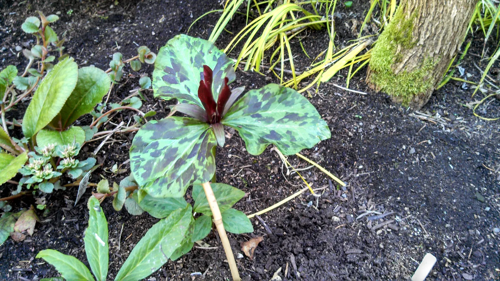 Giant Purple Wake Robin (Trillium Kurabayashii) — the flowers emerge in early spring