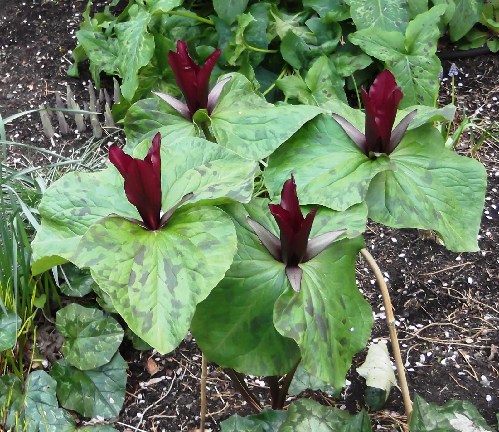 Giant Purple Wake Robin (Trillium Kurabayashii) — spreads slowly to form impressive clumps