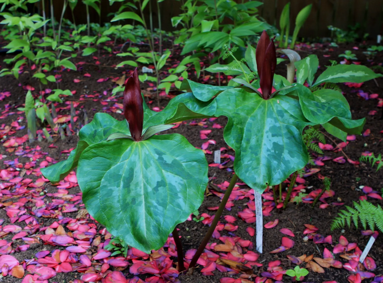 Giant Purple Wake Robin (Trillium Kurabayashii) — spanning up to 4 inches across