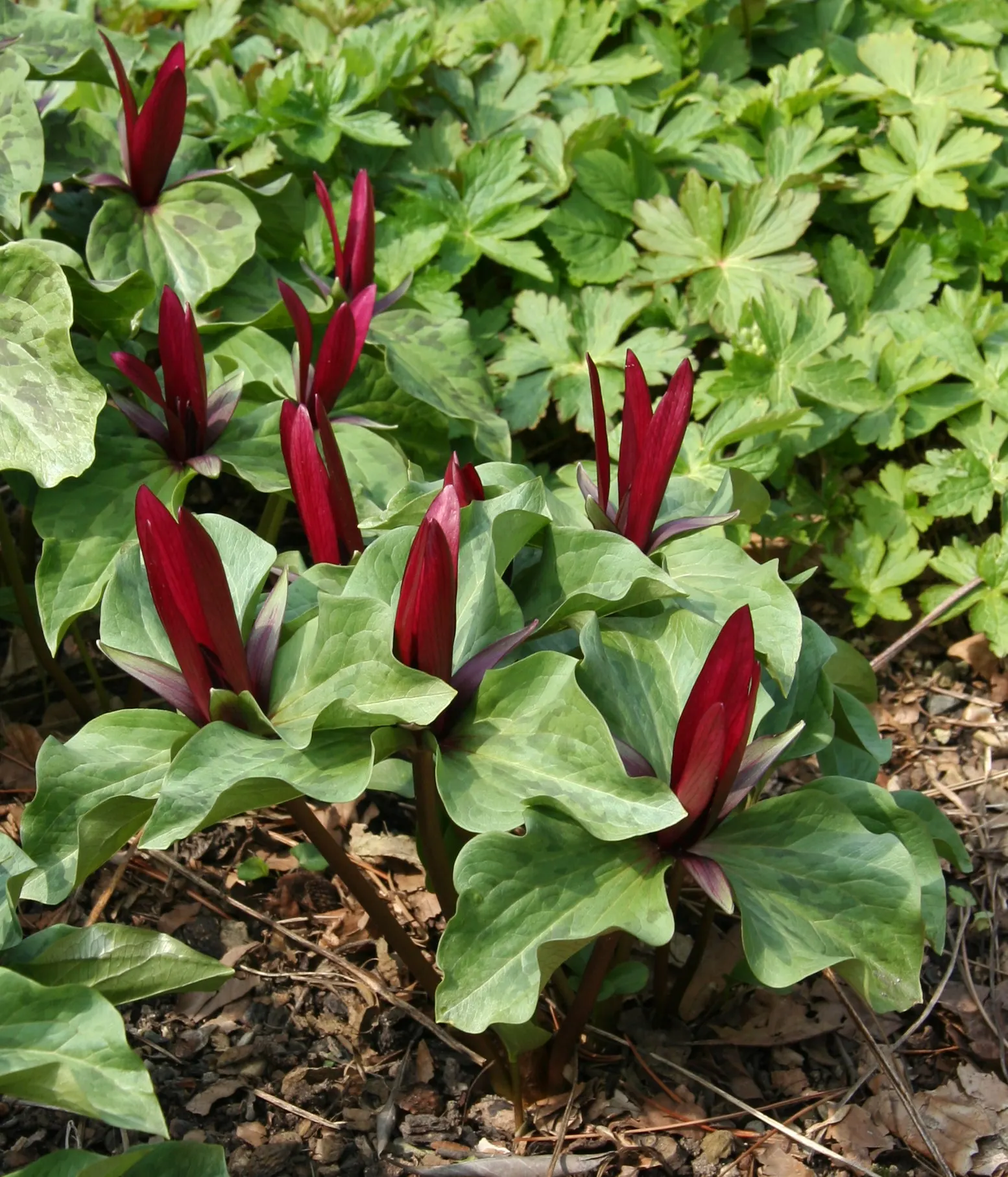 Giant Purple Wake Robin (Trillium Kurabayashii) — standing proud at 12-18 inches tall - a regal touch to shaded gardens