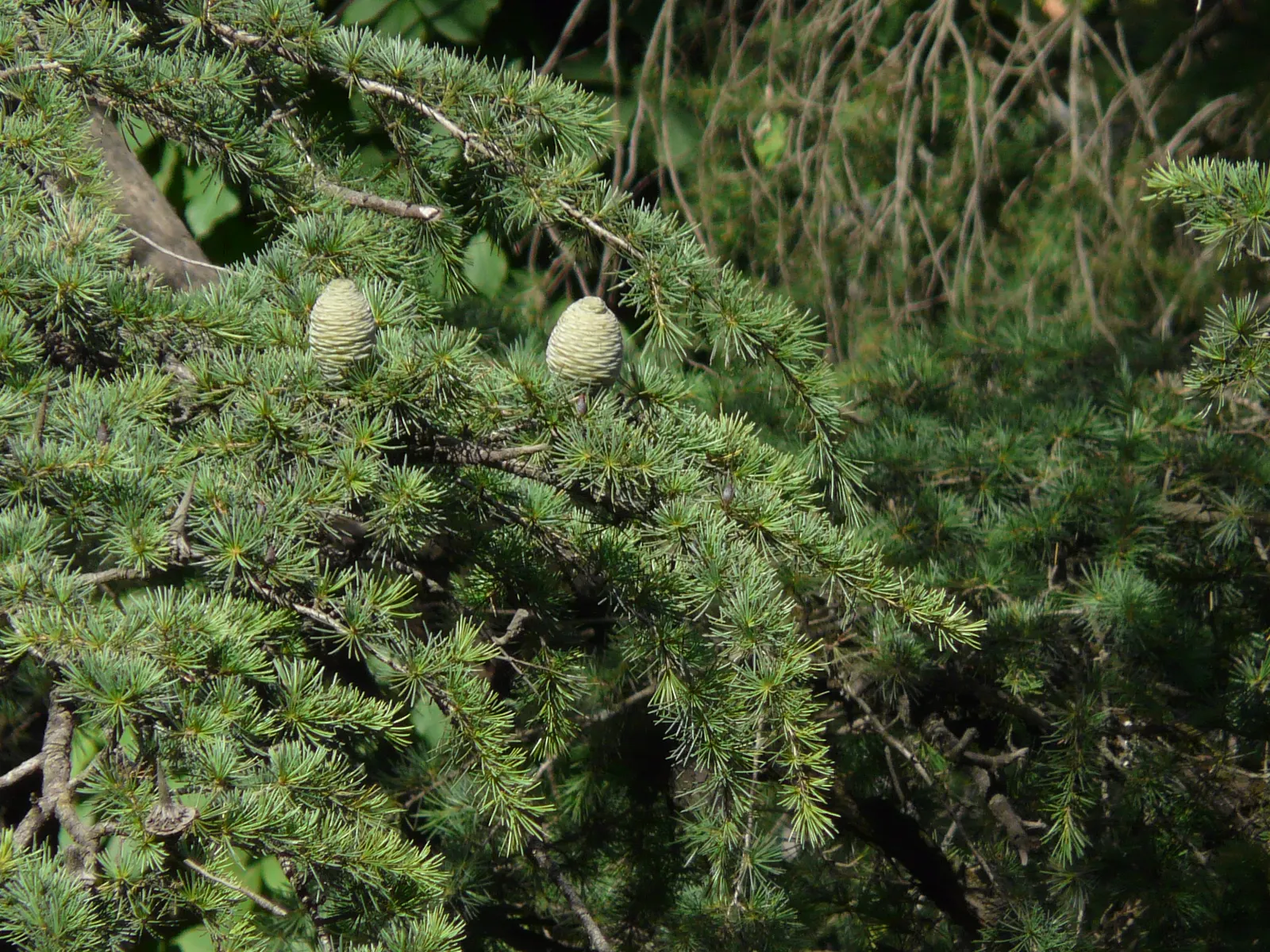 Deodar Cedar (Cedrus Deodara) — its needles adorn the branches in a delightful blue-green hue; naturally tailored for distinguished landscape designs