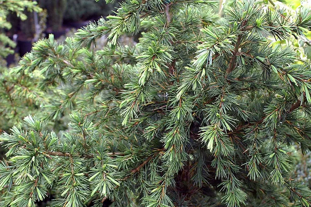 Deodar Cedar (Cedrus Deodara) — gracefully evolving into a more rounded or flat-topped form with age; originating from the Himalayas, image 55