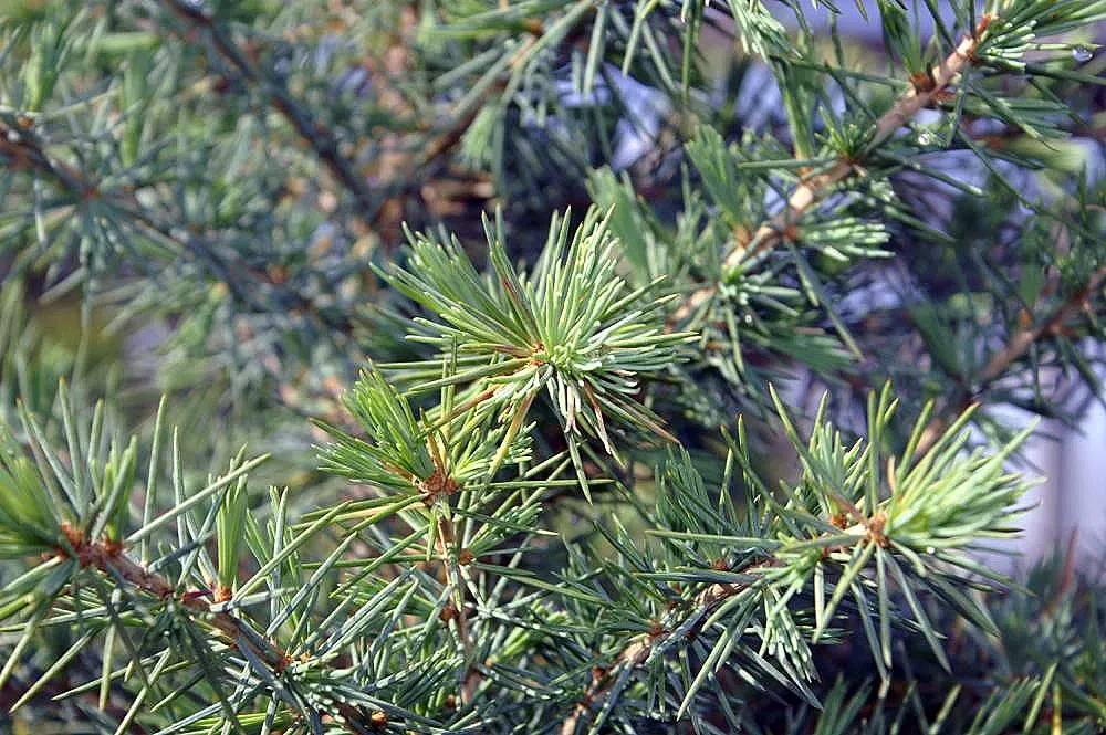Deodar Cedar (Cedrus Deodara) — This evergreen conifer boasts soft, blue-green needles up to 2 inches long