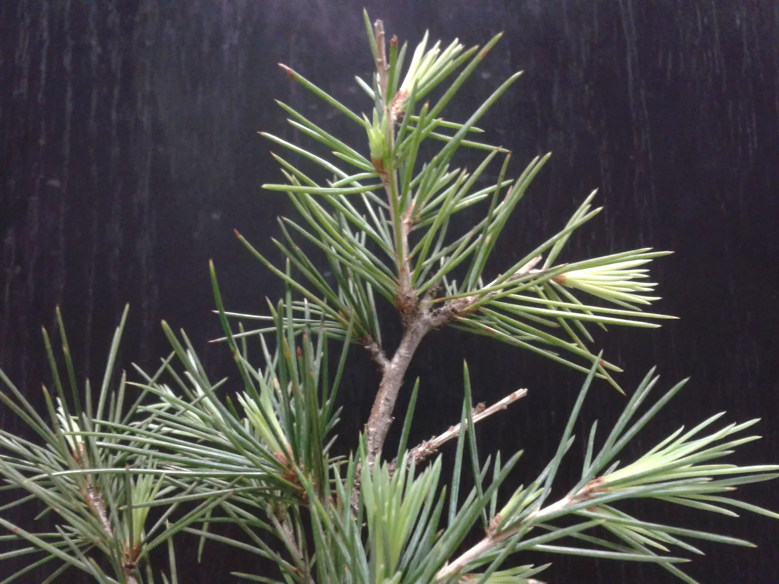 Deodar Cedar (Cedrus Deodara) — Its majestic stature makes it an exquisite focal point in expansive landscapes; deodar Cedar is characterized by, image 49