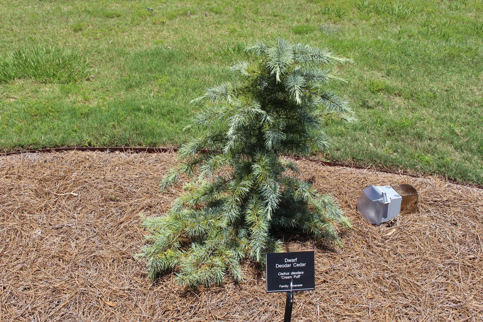 Deodar Cedar (Cedrus Deodara) — Hardy to USDA zone 7, it is tolerant to drought once established; approximately 1 to 2 inches in length, image 62