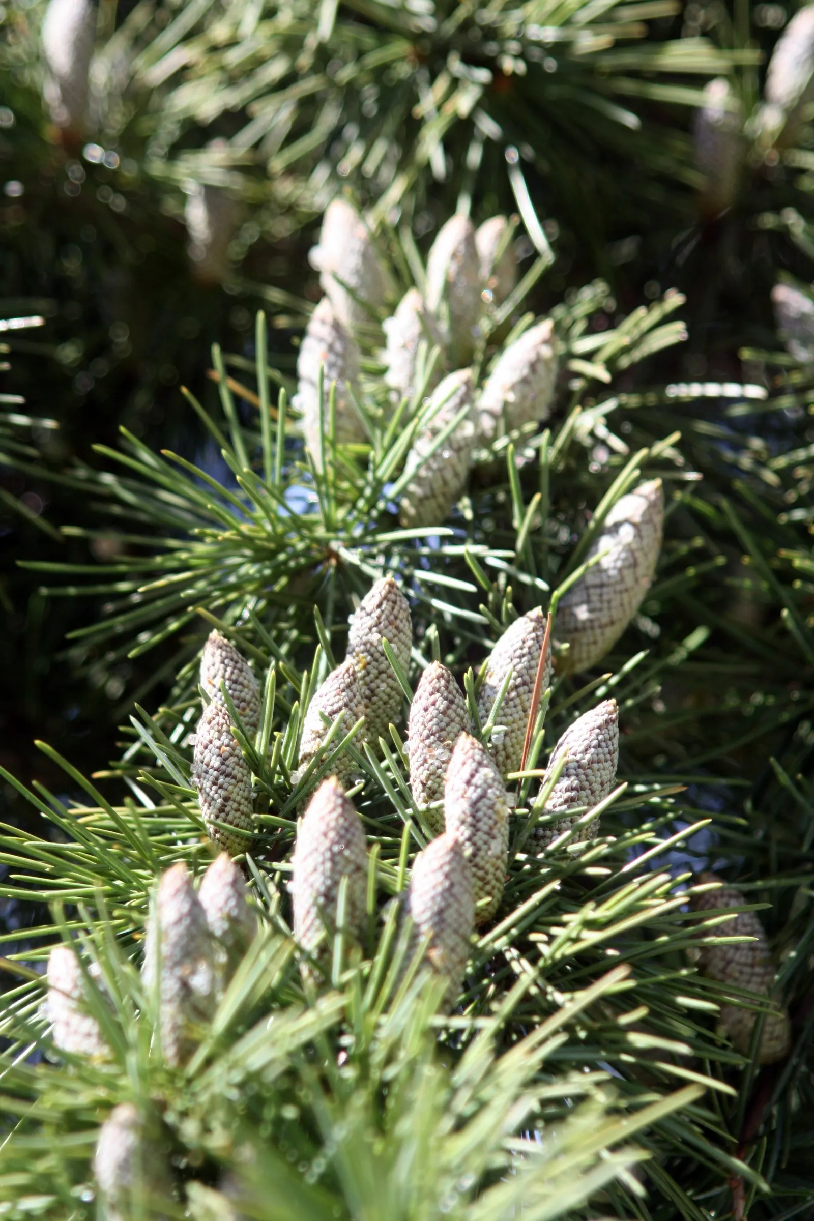Deodar Cedar (Cedrus Deodara) — it thrives in full sun and requires well-drained soil; as this specimen will provide awe-inspiring beauty for, image 60