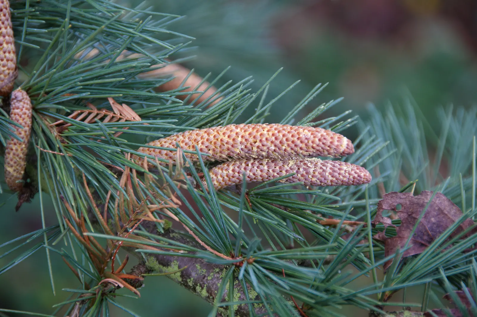 Deodar Cedar (Cedrus Deodara) — Its needles are needle-shaped; lending a cooling effect to the surrounding landscape.<br><br>For optimal growth, image 56