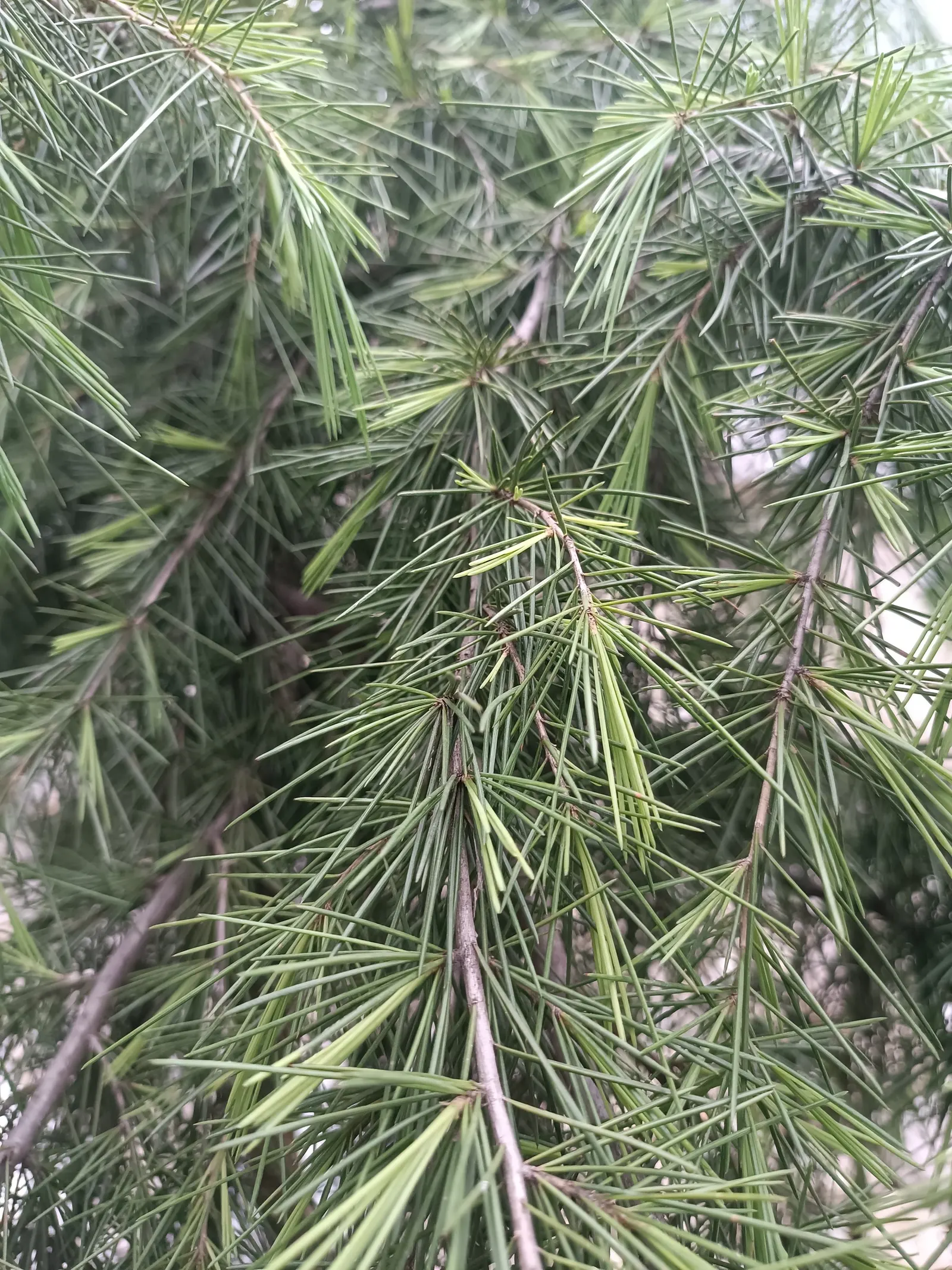 Deodar Cedar (Cedrus Deodara) — The Deodar Cedar, Cedrus deodara, stands out with its graceful, pyramidal form and drooping branches; preferring full sun and