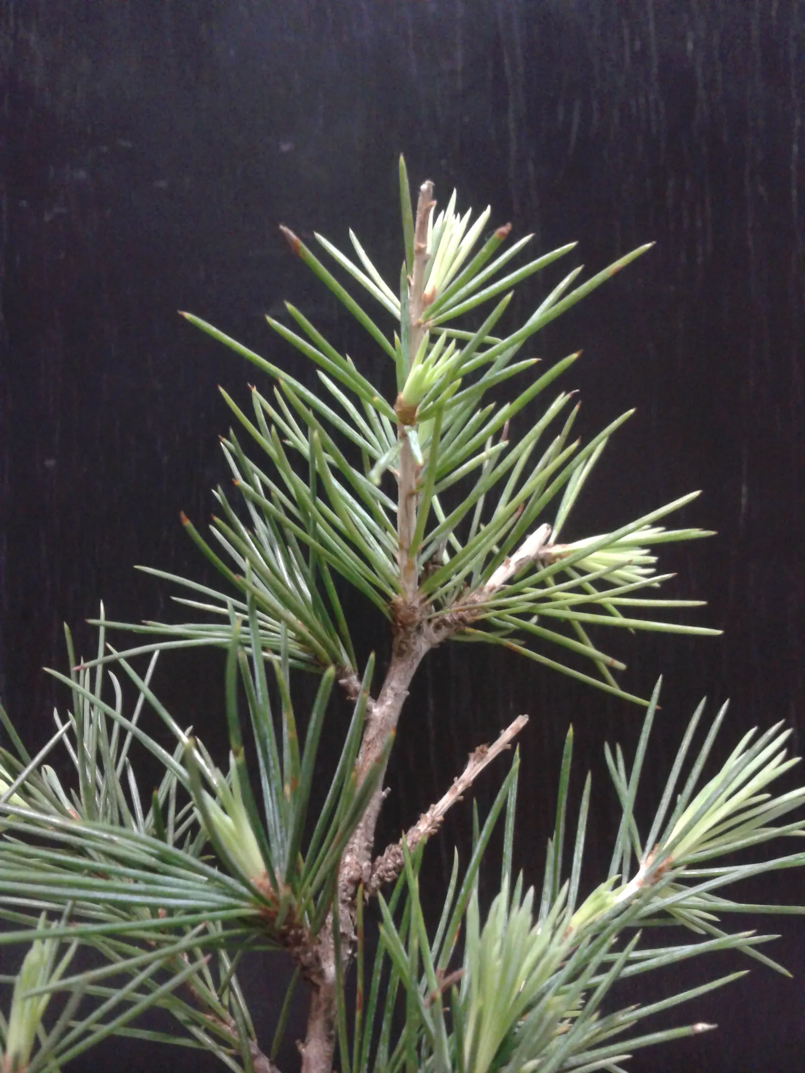 Deodar Cedar (Cedrus Deodara) — approximately 1 to 2 inches in length; conifer / tree for full, image 57