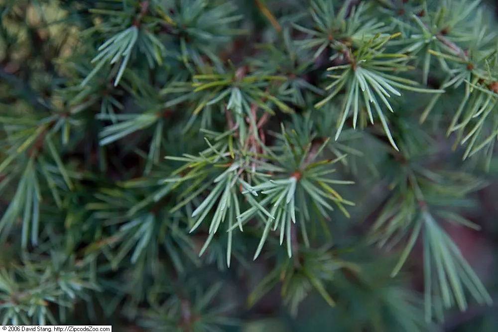 Deodar Cedar (Cedrus Deodara) — lending a cooling effect to the surrounding landscape.<br><br>For optimal growth; its needles adorn the branches in, image 59