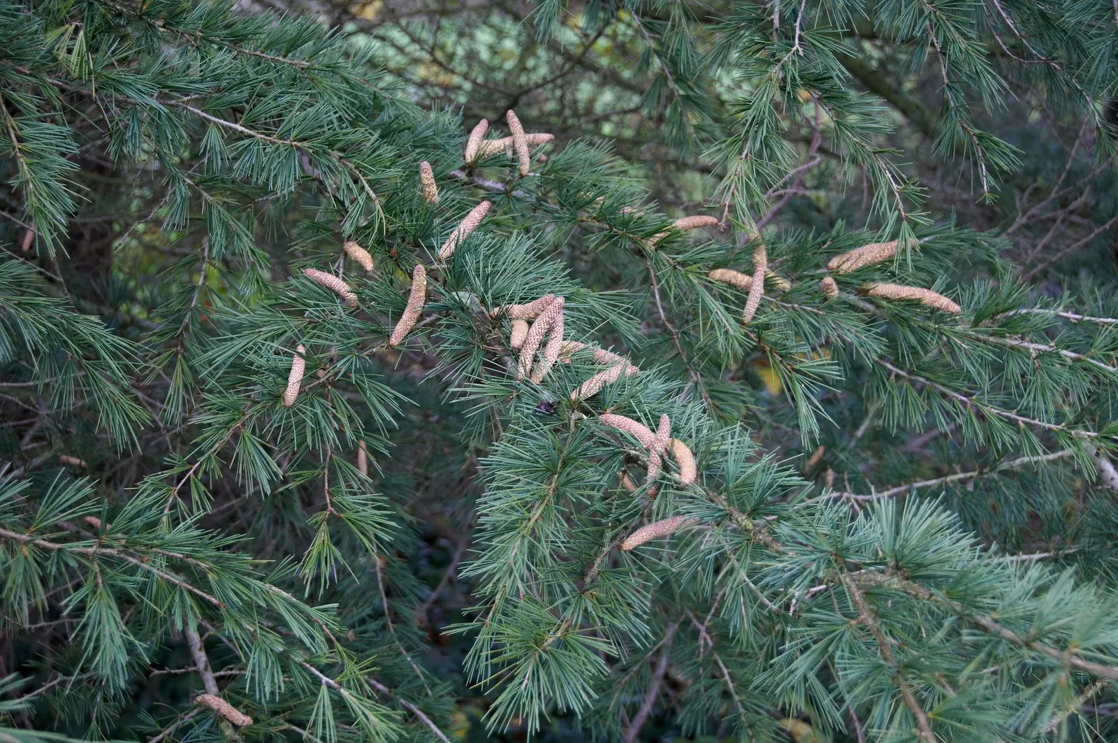 Deodar Cedar (Cedrus Deodara) — is an evergreen conifer of majestic stature and gentle elegance; adaptable to a variety of conditions, image 50