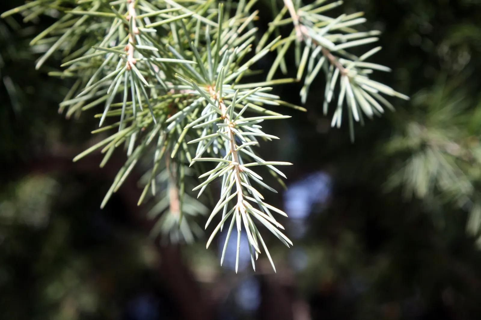 Deodar Cedar (Cedrus Deodara) — adaptable to a variety of conditions; is an evergreen conifer of majestic stature and gentle elegance, image 61