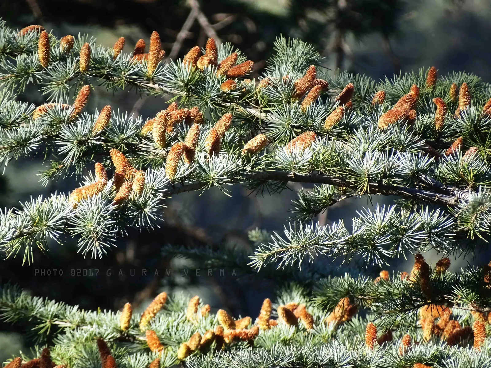 Deodar Cedar (Cedrus Deodara) — Originating from the Himalayas; this tree exudes a sense of serenity and timelessness