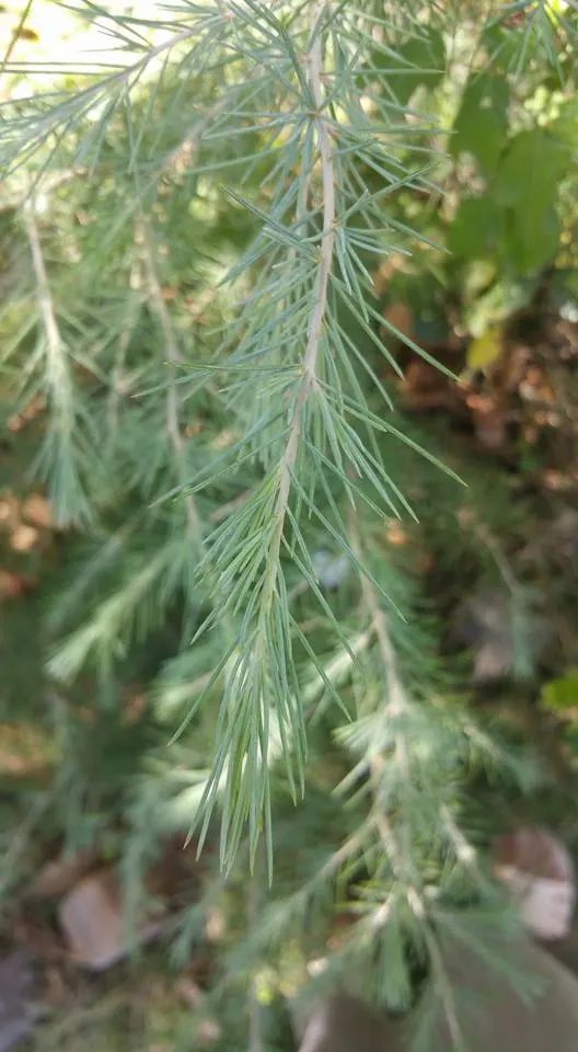 Deodar Cedar (Cedrus Deodara) — Capable of reaching heights of 40-70 feet with a 20-40 foot spread, it adds a stately elegance to large spaces, image 47