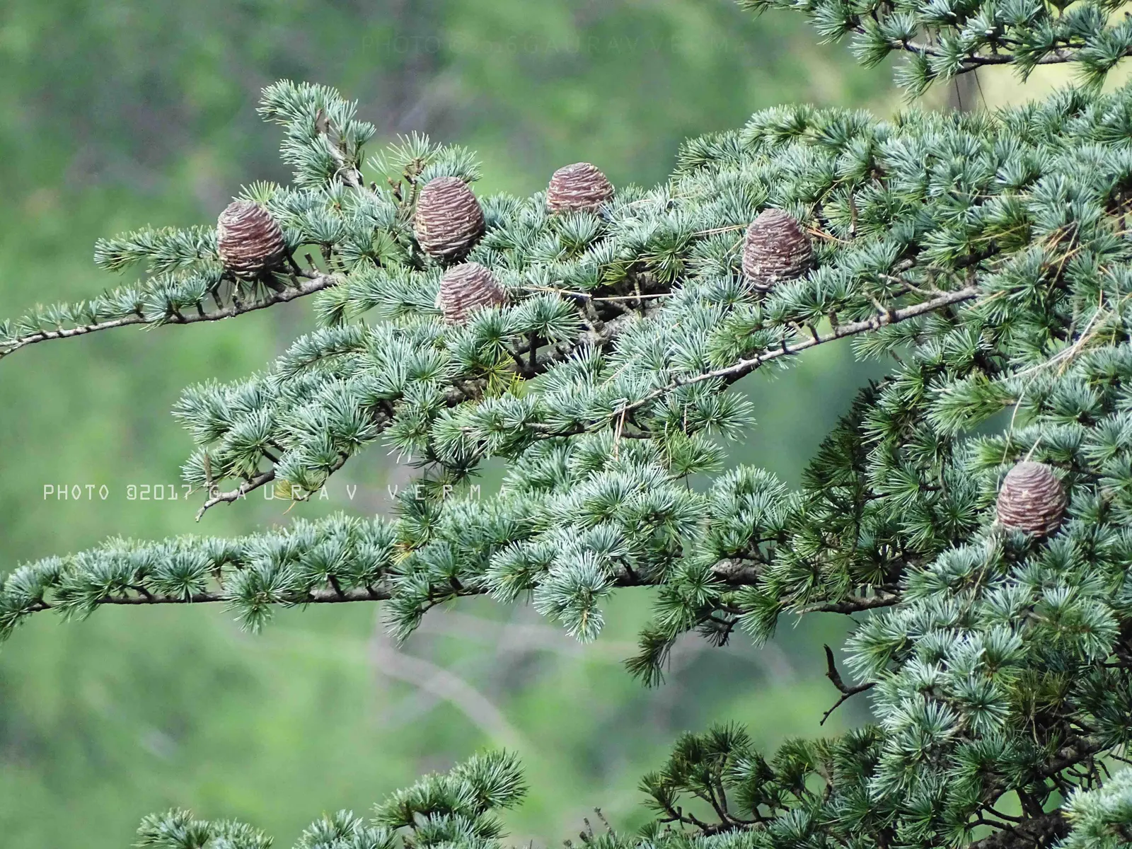 Deodar Cedar (Cedrus Deodara) — it thrives in full sun and requires well-drained soil