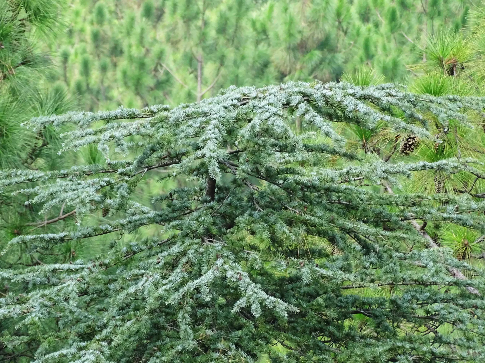 Deodar Cedar (Cedrus Deodara) — Consider Deodar Cedar an investment in the landscape