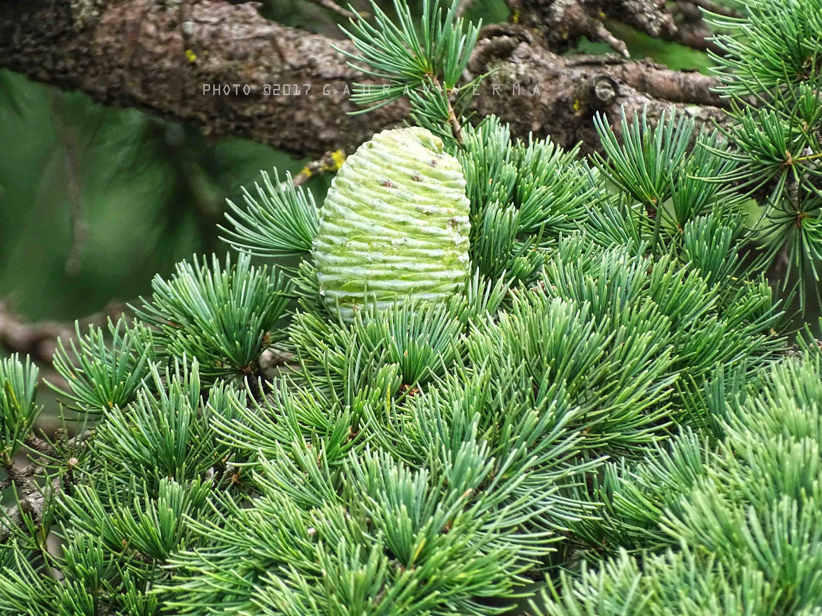 Deodar Cedar (Cedrus Deodara) — adaptable to a variety of conditions