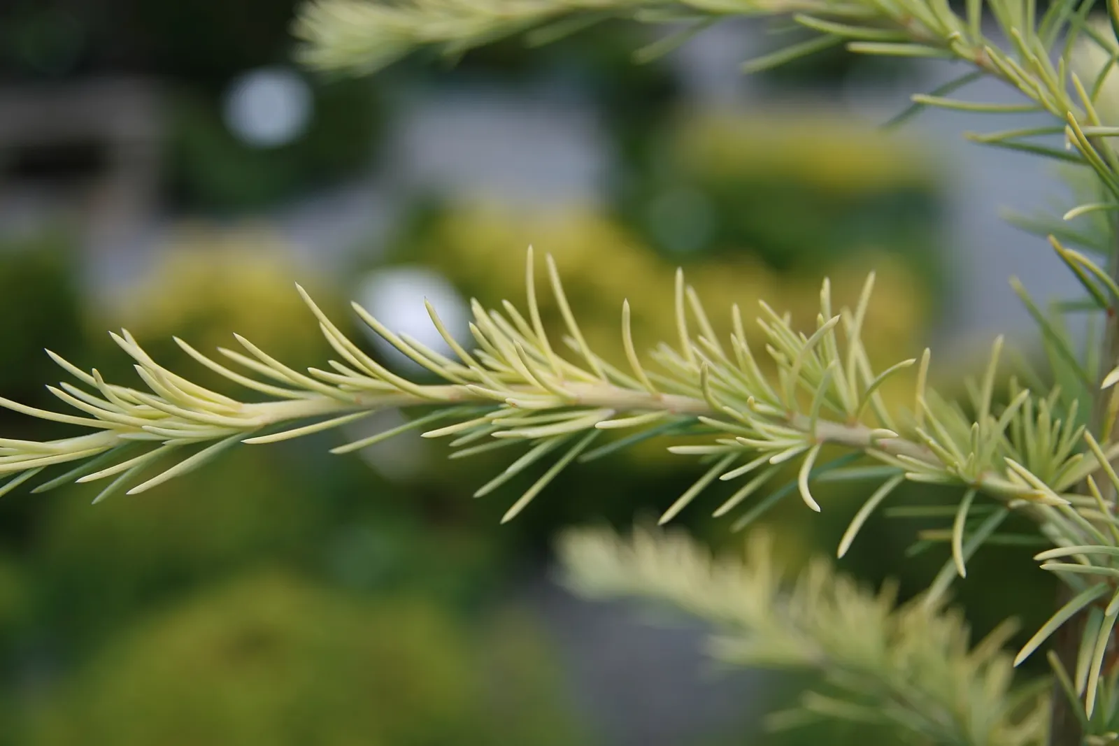 Deodar Cedar (Cedrus Deodara) — The Deodar Cedar, Cedrus deodara, stands out with its graceful, pyramidal form and drooping branches