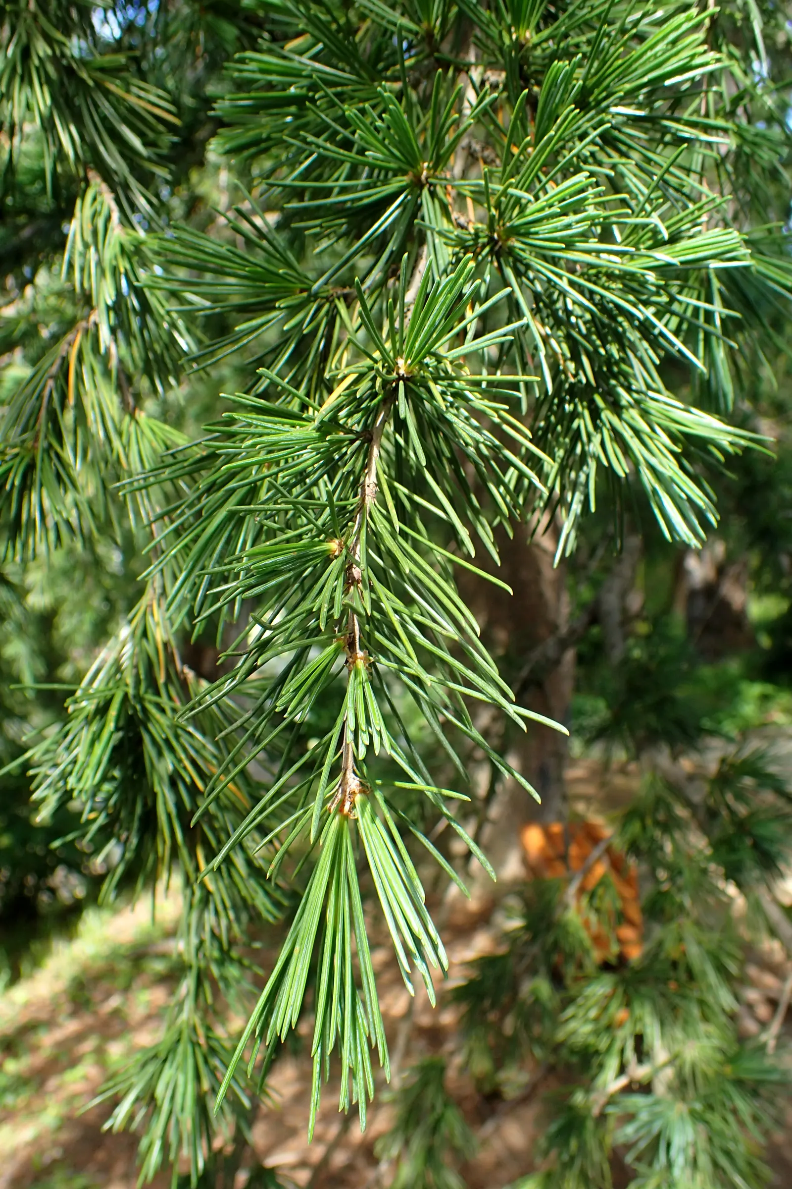 Deodar Cedar (Cedrus Deodara) — Preferring full sun and well-drained soil, it's hardy in USDA zones 7-9; capable of reaching heights of 40-70 feet, image 48