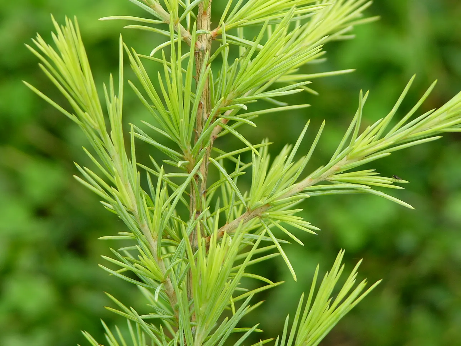 Deodar Cedar (Cedrus Deodara) — approximately 1 to 2 inches in length; conifer / tree for full