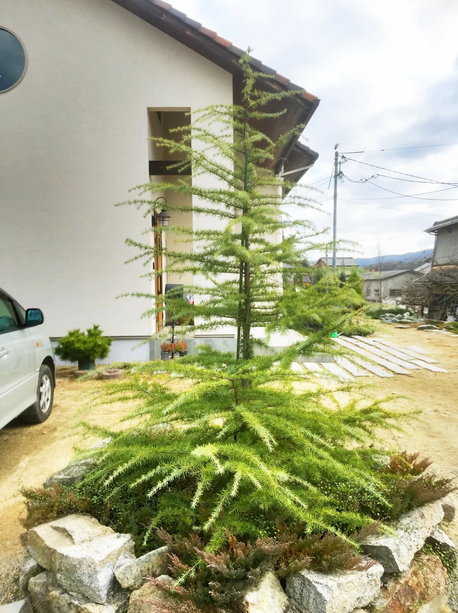 Deodar Cedar (Cedrus Deodara) — naturally tailored for distinguished landscape designs; this evergreen conifer boasts soft, blue-green needles up, image 51