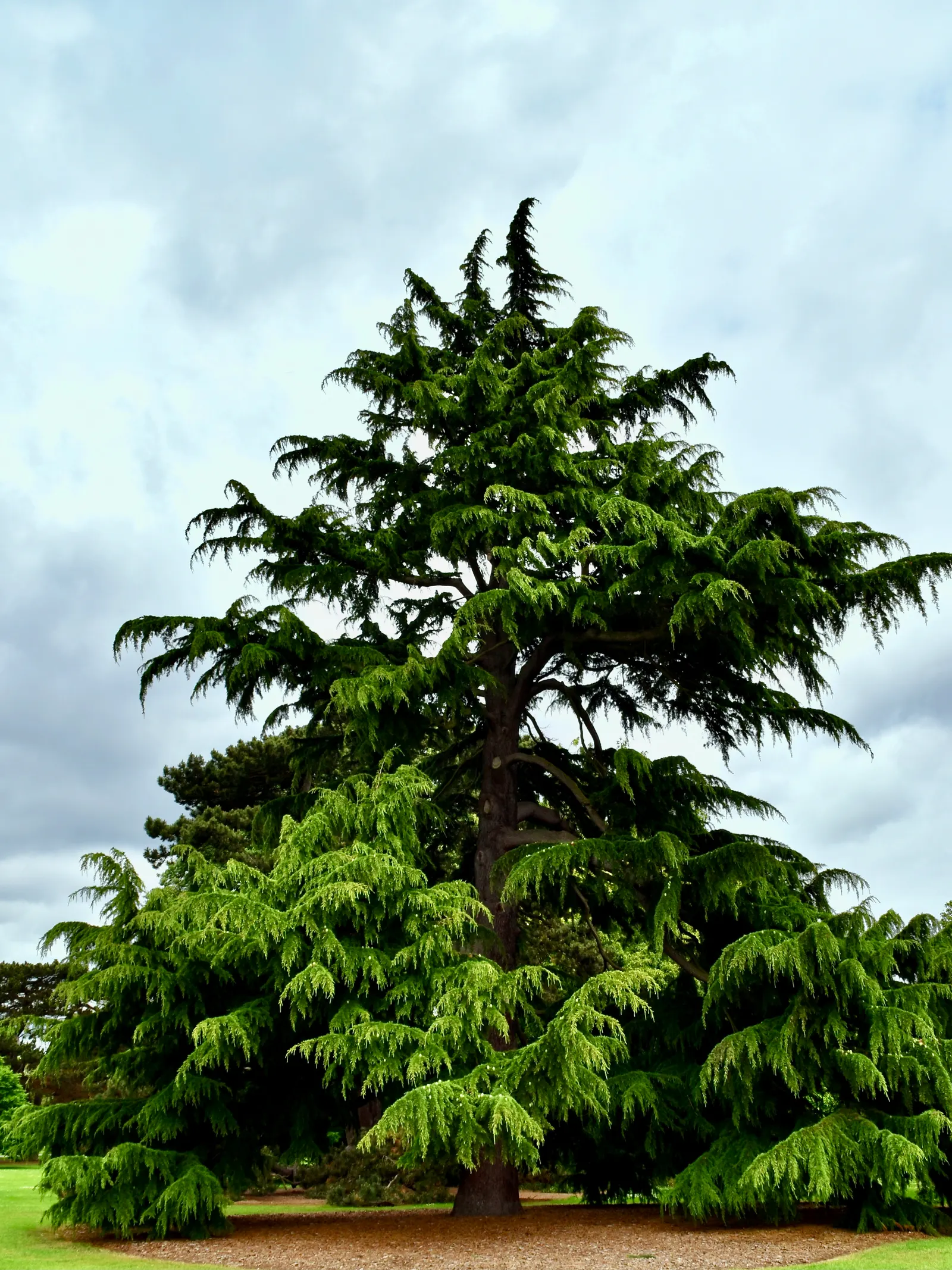 Deodar Cedar (Cedrus Deodara) — this tree exudes a sense of serenity and timelessness; it thrives in full sun and requires well-drained soil, image 53