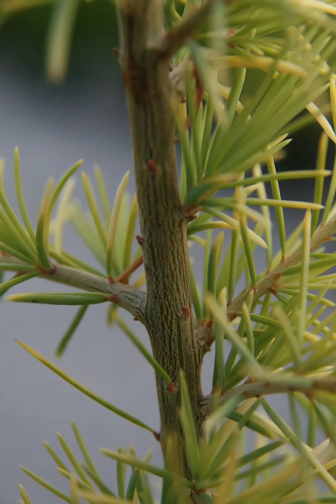 Deodar Cedar (Cedrus Deodara) — Deodar Cedar is characterized by its pyramidal shape in youth; the Deodar Cedar, Cedrus deodara, stands out with its graceful