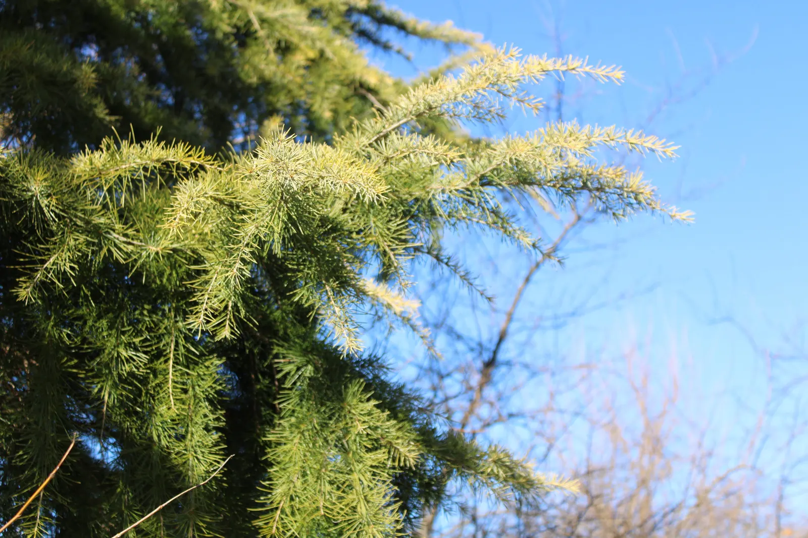 Deodar Cedar (Cedrus Deodara) — this tree exudes a sense of serenity and timelessness