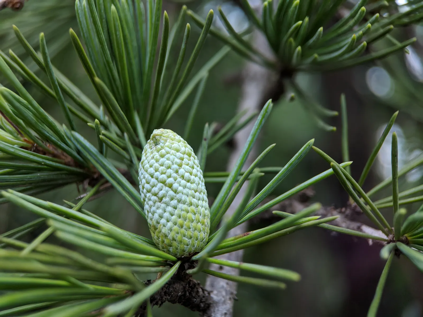 Deodar Cedar (Cedrus Deodara) — Capable of reaching heights of 40-70 feet with a 20-40 foot spread, it adds a stately elegance to large spaces